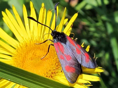 Zygaena (Agrumenia) loti