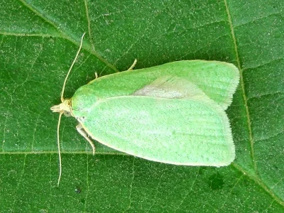 Tortrix viridana