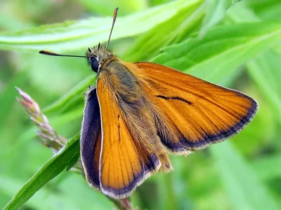 Thymelicus sylvestris