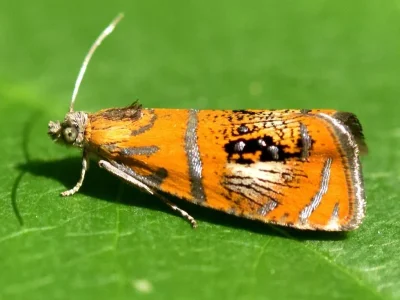 Olethreutes arcuella