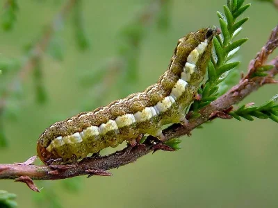 Xestia (Xestia) agathina