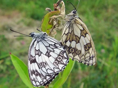 Melanargia (Melanargia) galathea