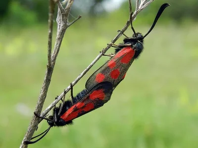 Zygaena (Agrumenia) loti