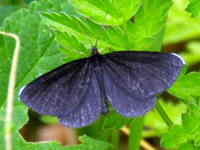 Odezia atrata