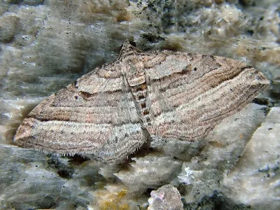 Costaconvexa polygrammata
