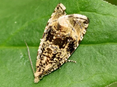 Syricoris lacunana