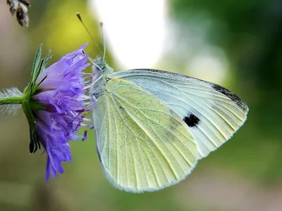 Pieris (Artogeia) rapae