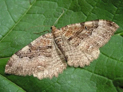 Hydria cervinalis