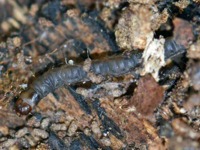 Oecophora (O.) bractella
