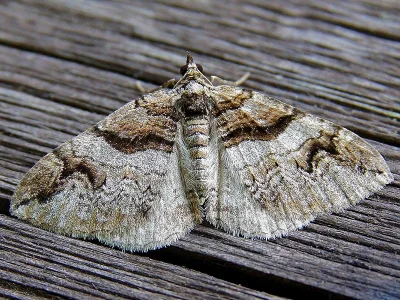 Pareulype berberata