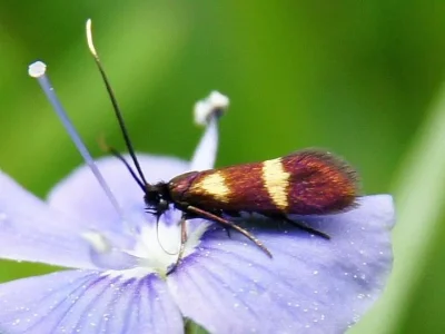 Cauchas fibulella