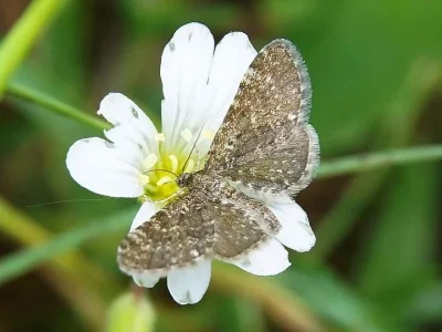 Eupithecia pygmaeata