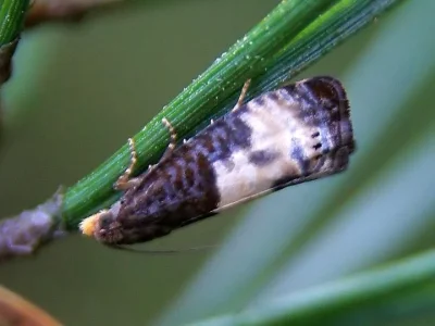 Notocelia cynosbatella