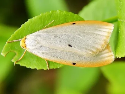 Cybosia mesomella