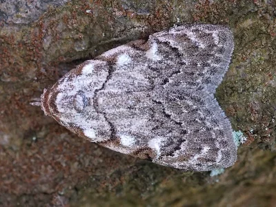 Nola (Nola) confusalis