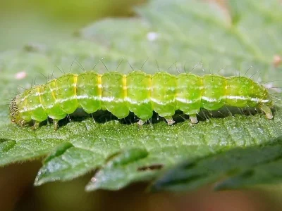 Hypena (Hypena) proboscidalis
