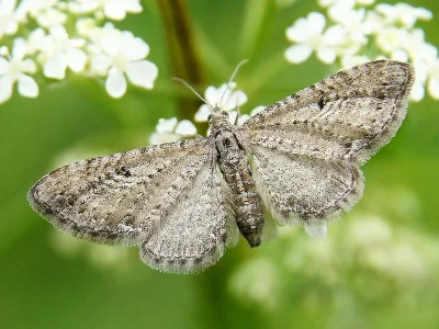 Eupithecia satyrata