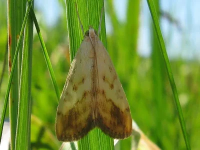 Evergestis extimalis