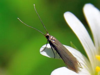 Coleophora lutarea
