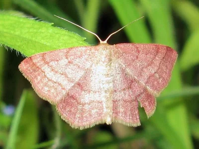 Scopula (Scopula) rubiginata