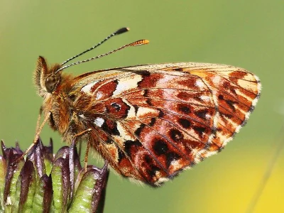 Boloria (Clossiana) titania