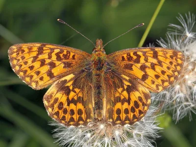 Boloria (Clossiana) titania