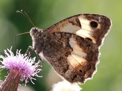 Pseudochazara anthelea