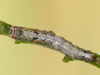 Allophyes (Allophyes) oxyacanthae