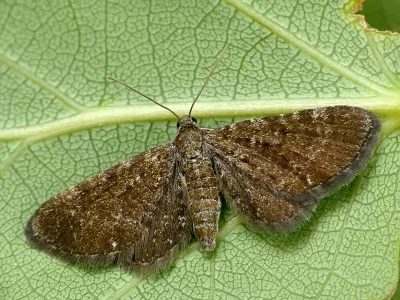 Eupithecia pygmaeata