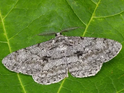 Hypomecis roboraria