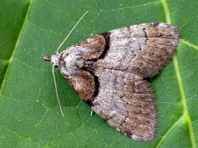 Nola (Nola) cucullatella