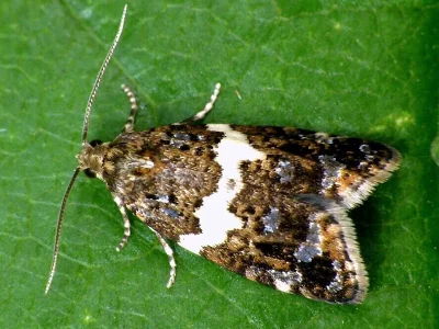 Olindia schumacherana