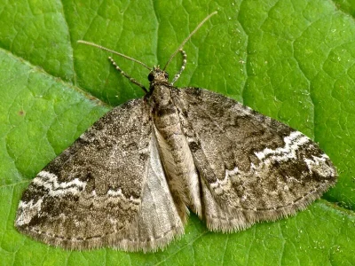 Perizoma lugdunaria