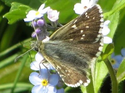 Pyrgus cacaliae