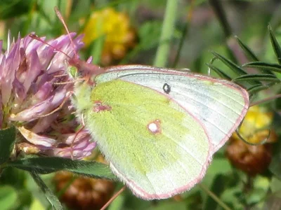 Colias phicomone