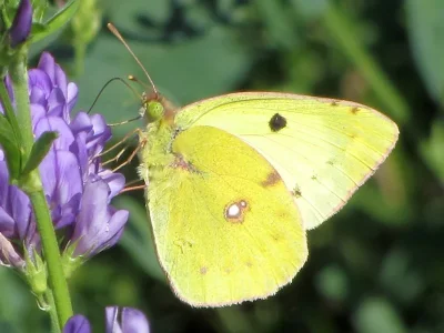 Colias hyale