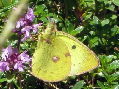 Colias alfacariensis