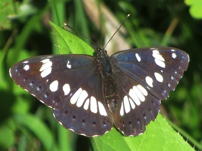Limenitis reducta