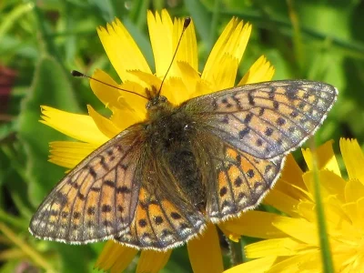 Boloria (Boloria) napaea