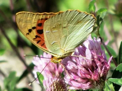 Argynnis (Pandoriana) pandora