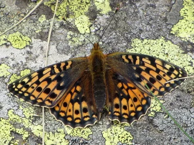 Argynnis (Fabriciana) niobe