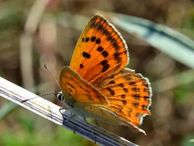 Lycaena (Heodes) ottomanus