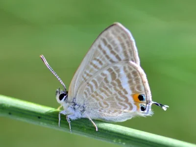 Lampides boeticus
