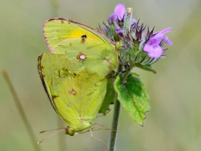 Colias croceus