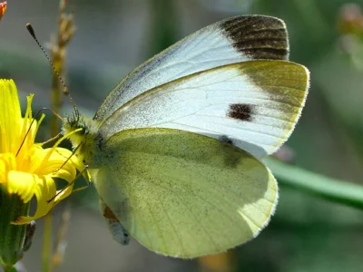 Pieris (Artogeia) mannii