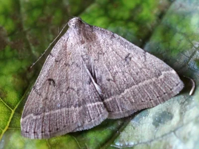Zanclognatha zelleralis