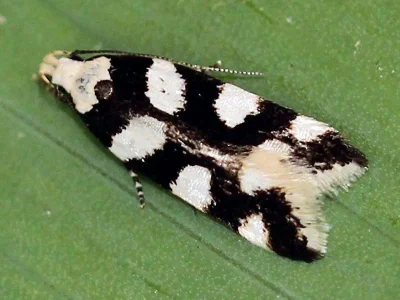 Pseudotelphusa tessella