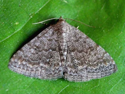 Metachrostis dardouini