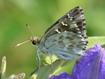 Muschampia orientalis