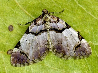Anticlea derivata